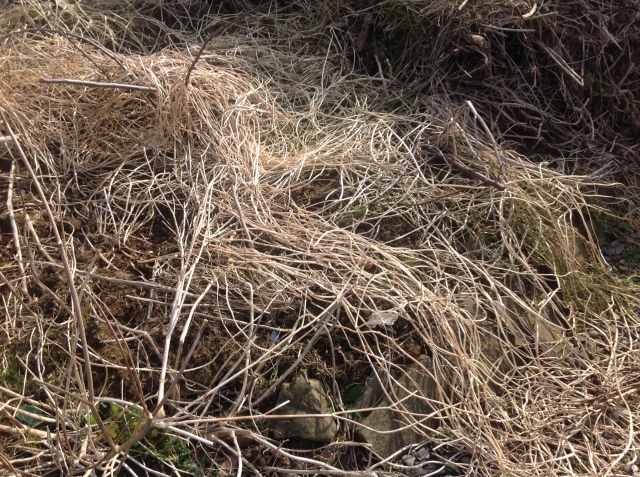 IMG_2013 wintry mulch of mashua stems